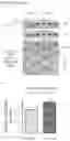 Fig. 26 - METHODS FOR IDENTIFICATION, ASSESSMENT, PREVENTION, AND TREATMENT OF METABOLIC DISORDERS USING SLIT2