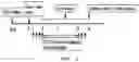 Fig. 04 - PARATHYROID HORMONE DERIVATIVE IN DIMERIC FORM OF PARATHYROID HORMONE FRAGMENT AND PHARMACEUTICAL COMPOSITION FOR PREVENTION OR TREATMENT OF BONE DISEASES COMPRISING SAME