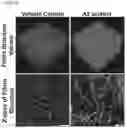 Fig. 08 - USES OF A2 DOMAIN OF VON WILLEBRAND FACTOR