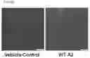 Fig. 21 - USES OF A2 DOMAIN OF VON WILLEBRAND FACTOR