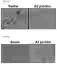 Fig. 27 - USES OF A2 DOMAIN OF VON WILLEBRAND FACTOR