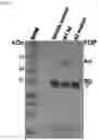 Fig. 35 - USES OF A2 DOMAIN OF VON WILLEBRAND FACTOR