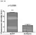 Fig. 49 - USES OF A2 DOMAIN OF VON WILLEBRAND FACTOR
