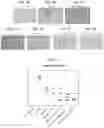 Fig. 06 - COMPOSITIONS USEFUL FOR TREATMENT OF POMPE DISEASE