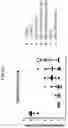Fig. 08 - COMPOSITIONS USEFUL FOR TREATMENT OF POMPE DISEASE