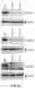 Fig. 04 - COMPOSITIONS AND METHODS FOR REACTIVATING LATENT IMMUNODEFICIENCY VIRUS AND/OR TREATING IMMUNODEFICIENCY VIRUS INFECTION