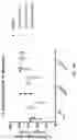 Fig. 29 - COMPOSITIONS AND METHODS FOR REACTIVATING LATENT IMMUNODEFICIENCY VIRUS AND/OR TREATING IMMUNODEFICIENCY VIRUS INFECTION