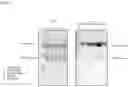 Fig. 04 - CSFV SUBUNIT VACCINE
