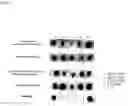 Fig. 05 - CSFV SUBUNIT VACCINE