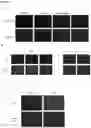 Fig. 08 - CSFV SUBUNIT VACCINE