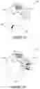 Fig. 07 - NUCLEIC ACID VACCINES