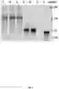 Fig. 02 - Coronavirus vaccine