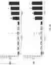 Fig. 38 - Coronavirus vaccine