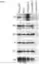 Fig. 05 - Recombinant virus with diminished latency and methods of using same