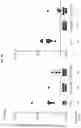 Fig. 07 - Recombinant virus with diminished latency and methods of using same