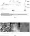 Fig. 02 - PREPARATION OF ZINC ZOLEDRONATE MICRO-NANOPARTICLE ADJUVANT AND USE THEREOF AS VACCINE ADJUVANT
