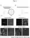 Fig. 04 - AGENT TARGETING DOUBLE-MEMBRANE ORGANELLE DNA