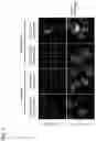 Fig. 09 - AGENT TARGETING DOUBLE-MEMBRANE ORGANELLE DNA
