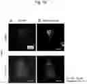 Fig. 19 - AGENT TARGETING DOUBLE-MEMBRANE ORGANELLE DNA