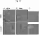 Fig. 21 - AGENT TARGETING DOUBLE-MEMBRANE ORGANELLE DNA