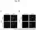 Fig. 23 - AGENT TARGETING DOUBLE-MEMBRANE ORGANELLE DNA