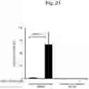 Fig. 24 - AGENT TARGETING DOUBLE-MEMBRANE ORGANELLE DNA