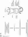 Fig. 31 - AGENT TARGETING DOUBLE-MEMBRANE ORGANELLE DNA