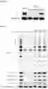 Fig. 08 - IMMUNOPHILIN-DEPENDENT INHIBITORS AND USES THEREOF