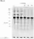 Fig. 10 - IMMUNOPHILIN-DEPENDENT INHIBITORS AND USES THEREOF
