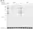 Fig. 11 - IMMUNOPHILIN-DEPENDENT INHIBITORS AND USES THEREOF