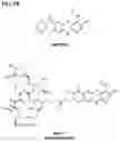Fig. 13 - IMMUNOPHILIN-DEPENDENT INHIBITORS AND USES THEREOF