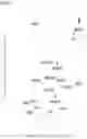 Fig. 17 - IMMUNOPHILIN-DEPENDENT INHIBITORS AND USES THEREOF