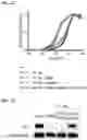 Fig. 43 - IMMUNOPHILIN-DEPENDENT INHIBITORS AND USES THEREOF