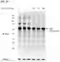 Fig. 46 - IMMUNOPHILIN-DEPENDENT INHIBITORS AND USES THEREOF