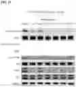 Fig. 53 - IMMUNOPHILIN-DEPENDENT INHIBITORS AND USES THEREOF