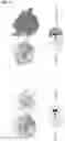 Fig. 56 - IMMUNOPHILIN-DEPENDENT INHIBITORS AND USES THEREOF