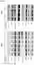 Fig. 73 - IMMUNOPHILIN-DEPENDENT INHIBITORS AND USES THEREOF