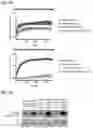 Fig. 83 - IMMUNOPHILIN-DEPENDENT INHIBITORS AND USES THEREOF