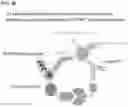Fig. 84 - IMMUNOPHILIN-DEPENDENT INHIBITORS AND USES THEREOF