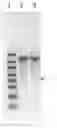 Fig. 02 - Novel Codon-Optimized CFTR MRNA