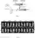 Fig. 06 - Peptide-linked drug delivery system