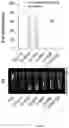 Fig. 07 - Peptide-linked drug delivery system