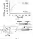 Fig. 11 - Peptide-linked drug delivery system