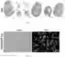 Fig. 19 - Peptide-linked drug delivery system