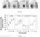 Fig. 21 - Peptide-linked drug delivery system