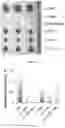 Fig. 28 - Peptide-linked drug delivery system