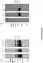 Fig. 06 - RAAV WITH CHEMICALLY MODIFIED CAPSID