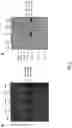 Fig. 10 - RAAV WITH CHEMICALLY MODIFIED CAPSID