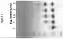 Fig. 04 - SLOW-RELEASE CYTOKINE CONJUGATES