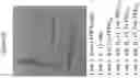 Fig. 11 - SLOW-RELEASE CYTOKINE CONJUGATES